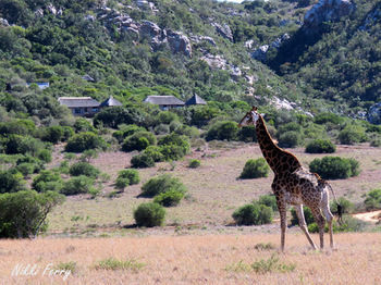 Woodbury Lodge Amakhala Game Reserve Ngoại thất bức ảnh
